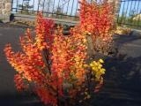 Berberis Powwow.jpg