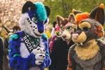 Kim są furasy? Subkultura furry. Co rodzic powinien wiedzieć?