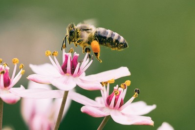 GIS radzi jak postępować po użądleniu osy, pszczoły i szerszenia! DOWIEDZ SIĘ!