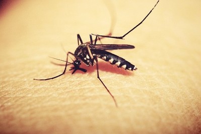 Czy polskie komary przenoszą choroby? Czy dolegliwe jest tylko swędzenie, gdy ukąszą?  