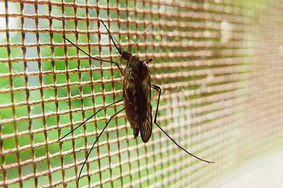 Naturalne sposoby na ukąszenia komarów i innych owadów