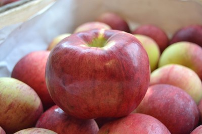 Najlepsze jabłka na soki – od słodkich szampionów po kwaskowate antonówki