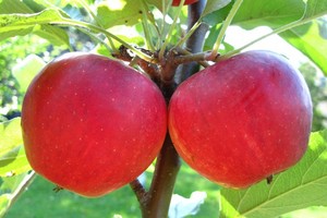 Jabłko – zdrowy jesienny owoc