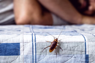 Masz problemy z owadami w domu? Odkryj sposoby na ich zwalczanie