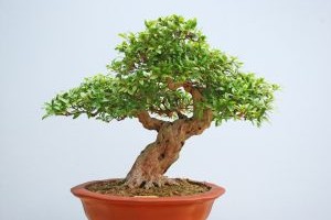 Jak pielęgnować drzewka Bonsai?