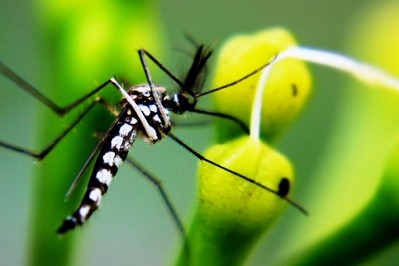 Rodzice uważajcie: w Europie i Polsce pojawia się komar tygrysi, a pomaga mu w tym epidemia koronawirusa! 
