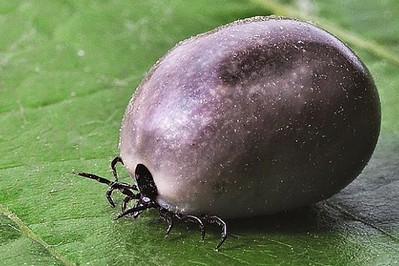 Kleszcze już się obudziły!Uważajcie podczas spacerów z dziećmi