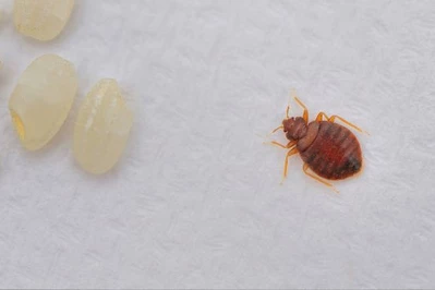 Skąd się biorą pluskwy? Możesz je przynieść do domu!