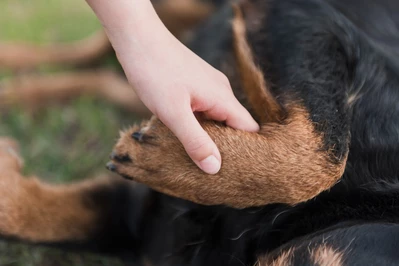 Jak powiedzieć dziecku o śmierci psa?