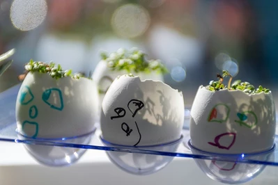 Rzeżucha w skorupce jajka – jak zrobić na Wielkanoc?
