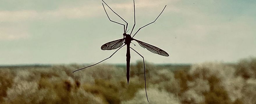 Dlaczego Ciebie komary lubią bardziej niż innych? 5 powodów
