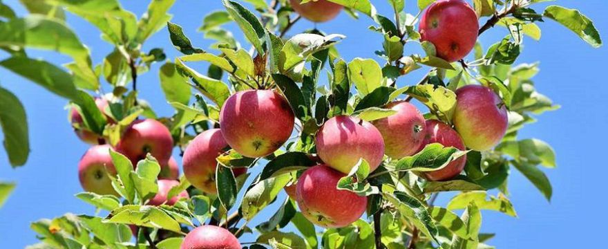 Jak zrobić ocet jabłkowy domowym sposobem? Najlepsze przepisy na 2019