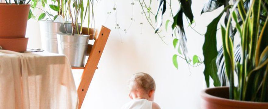 Rośliny oczyszczające powietrze do pokoju dziecka: MUST HAVE eko mam!