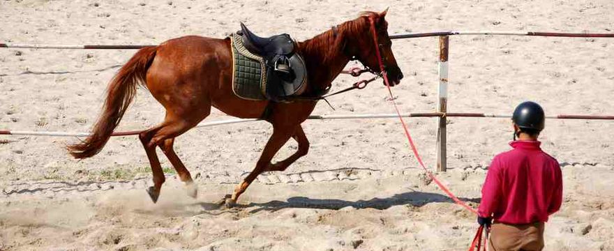 Lonżowanie - nieodłączny element treningu konia
