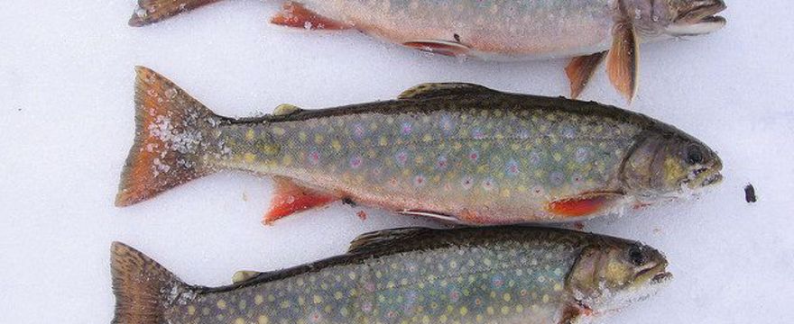 Aby twój malec był zdrowy jak ryba