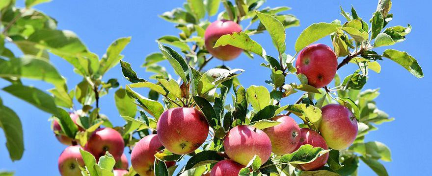 Właściwości zdrowotne najpopularniejszych owoców jesiennych