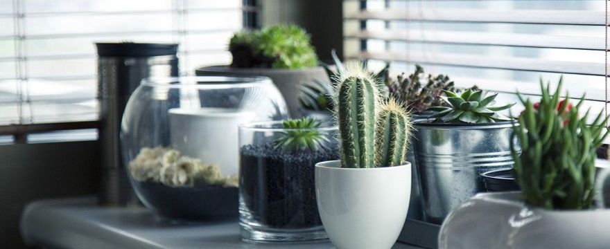 6 popularnych roślin doniczkowych oczyszczających powietrze w domu. Zobaczcie!