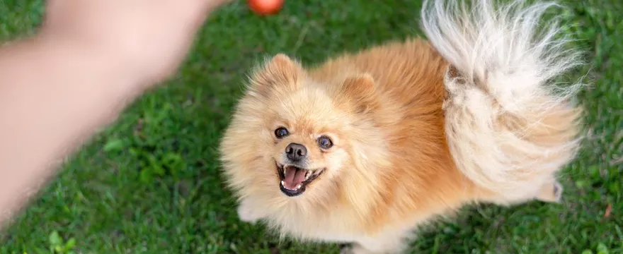 Jak karmić psa rasy Pomeranian - ile i jak często?