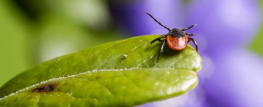 Jak rozpoznać ugryzienie kleszcza?