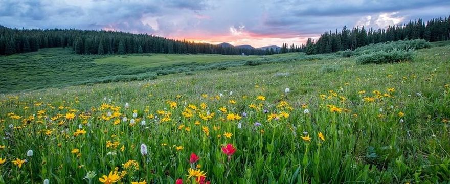 Kalendarz pylenia 2021: co pyli w czerwcu – omijajcie trawy i zboża