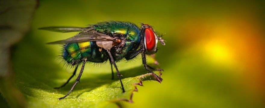 Naturalne sposoby na muchy polecane przez mamy