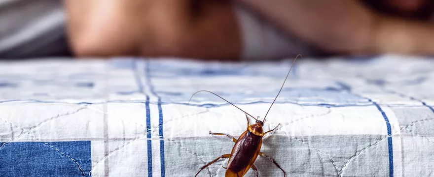 Masz problemy z owadami w domu? Odkryj sposoby na ich zwalczanie