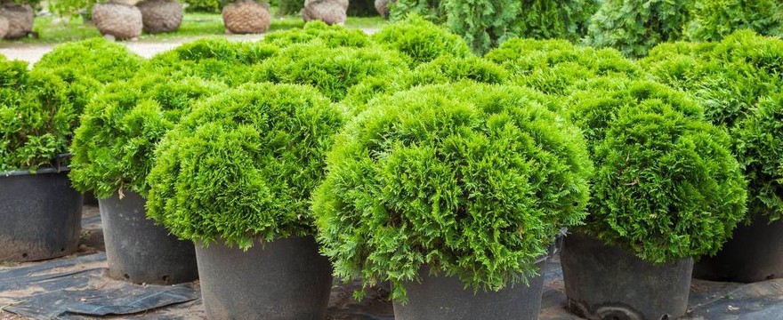 Cyprysik – czy warto go uprawiać w ogrodzie? Odmiany i pielęgnacja krzewu ozdobnego