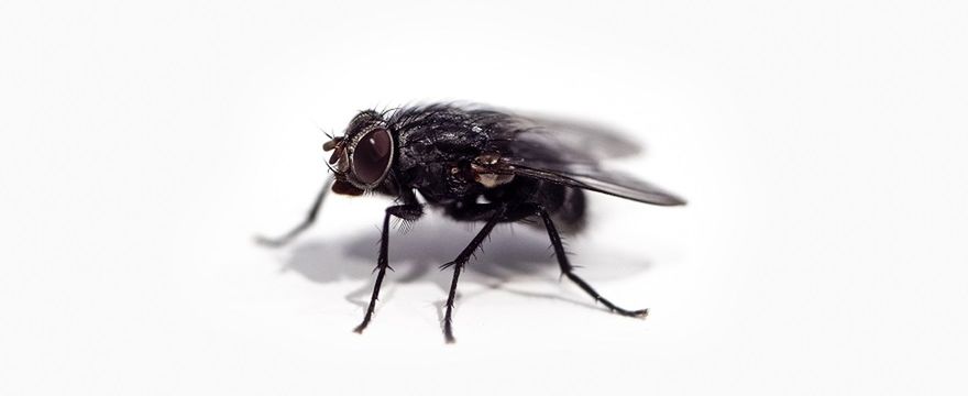 Sposób na muchy w domu: 4 naturalne i skuteczne sposoby na owady