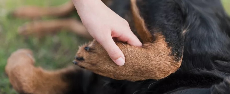 Jak powiedzieć dziecku o śmierci psa?