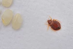 Skąd się biorą pluskwy? Możesz je przynieść do domu!