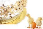 article icon