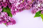 article icon