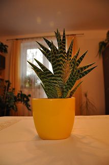 kaktus