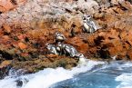  Pingwiny na Islas Ballestas, Peru