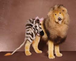 Co ptrafią profesjonalni fryzjerzy - pies nie wiem jakiej rasy przerobiony na lwa z wymalowaną zebrą.