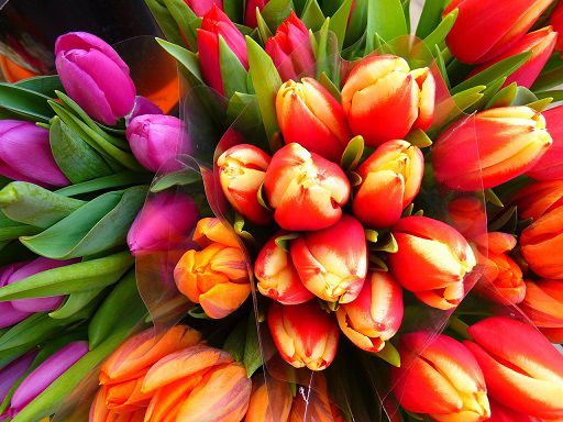 tulips-5255_1280.jpg
