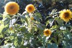 Słoneczniki Van kwadracika,czyli wspomnienie ubiegłorocznego lata