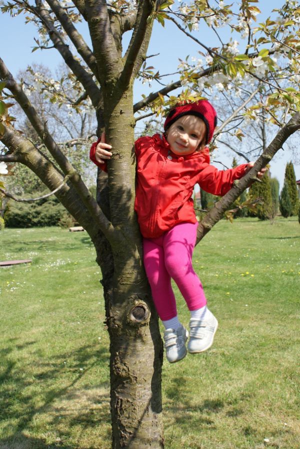 Nasza Mariancia na czereśniowym drzewku u babci w sadzie.