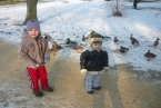 karmienie kaczek w parku
