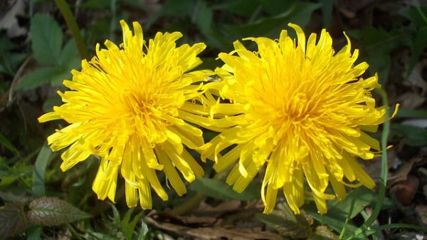 medicinal-plants-335319_640.jpg