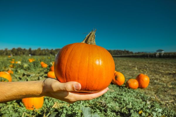 pumpkin-973238_640.jpg