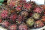 rambutan-383401_640.jpg