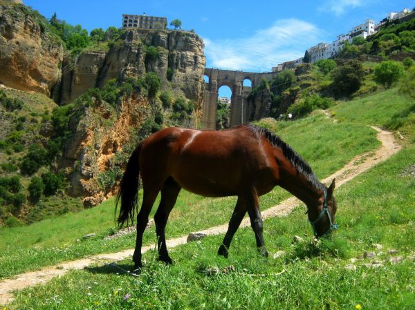 Ronda