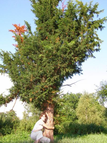 Kara za wycięcie cisa o obwodzie 100 cm wyniesie 219 tys. zł