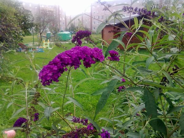 Buddleja