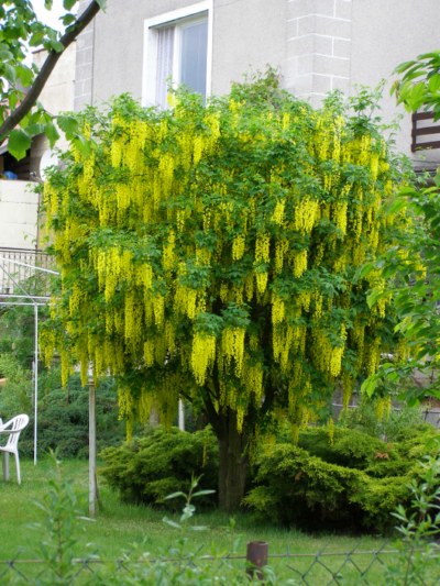 Laburnum.2 [800x600].jpg