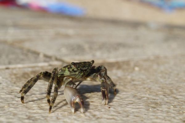 Kolega krabek spacerujący sobie brzegiem morza w Makarskiej :)