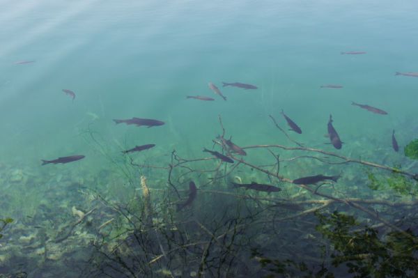 Ryby w Jeziorach Plitvickich- Chorwacja