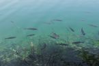 Ryby w Jeziorach Plitvickich- Chorwacja