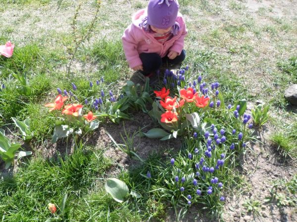 Wsród szafirków i tulipanów